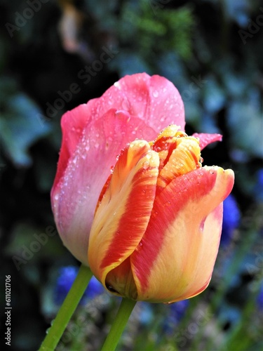 kolorowy tulipan w porannej rosie © Karol