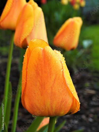 pomarańczowy tulipan o poranku z kroplami rosy © Karol