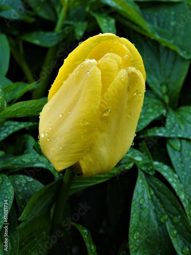 żółty tulipan w porannaej rosie © Karol