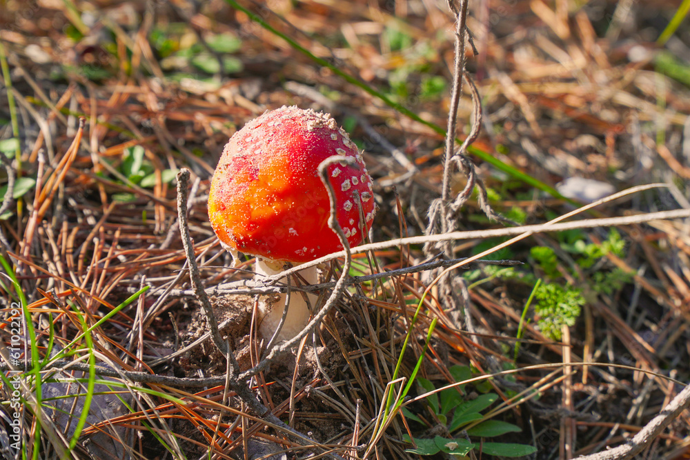 A beautiful fly agaric grows in the forest among the grass in the meadow in the forest A beautiful fly agaric grows in the forest among the grass in the meadow in the forest