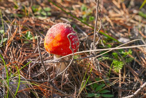 A beautiful fly agaric grows in the forest among the grass in the meadow in the forest