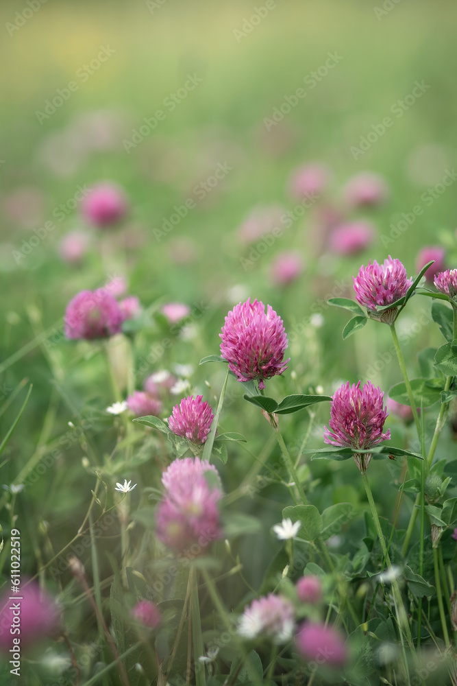 Photo of a field clover on the summer edge.