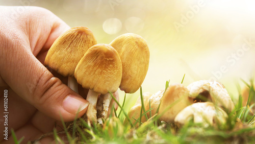 boletus edulis mushroom in the forest