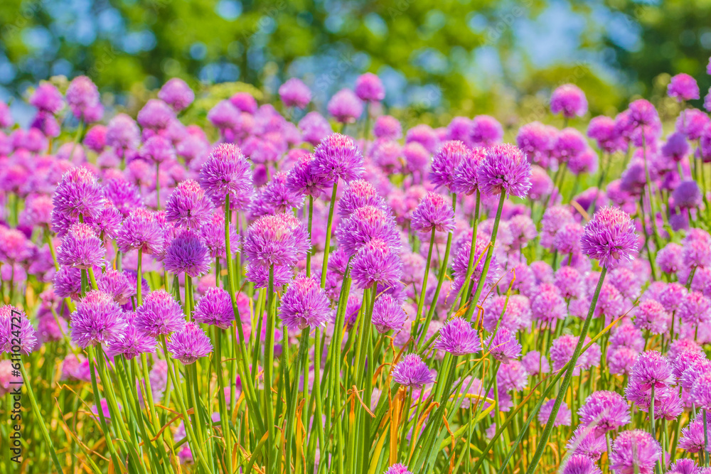 Field of Chives