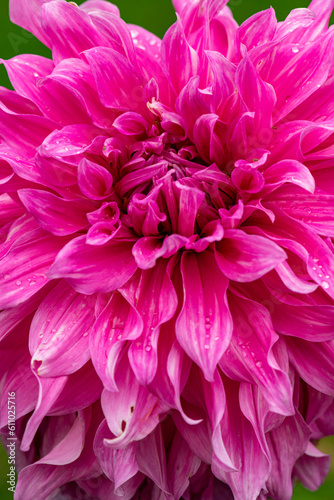 pink dahlia flower