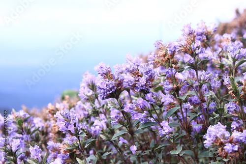 purple colour 'Neelakurunji' flowering season in Munnar
