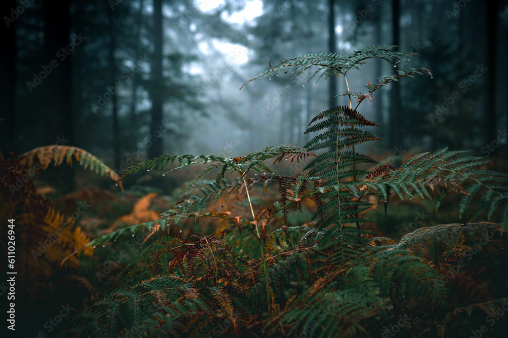 fern in the dark mood forest