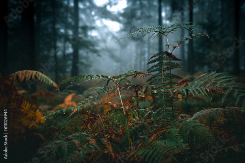 fern in the dark mood forest © Alexandre