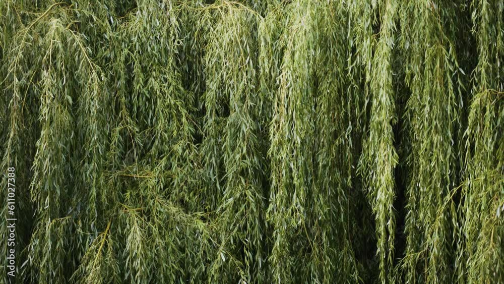 Beautiful nature. Green leaves of willow tree on long thin branches. Calm peace and quiet. Appeasement. Slight swaying of branches of bush from wind. Wood used in industry. Cloudy weather. Slow motion