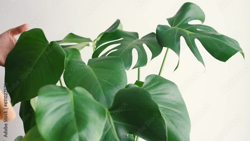 Close-up de una mujer joven utilizando un paño naranja de microfibra para limpiar las hojas de una planta de Monstera Deliciosa. Cuidados de la Costilla de Adán.