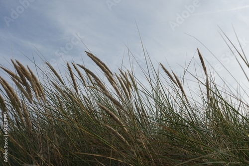 Grasses in wind during sunset