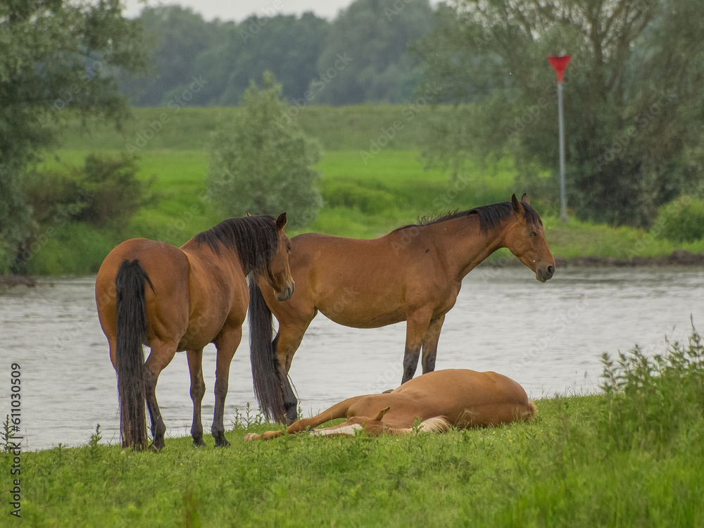 Pferde an der Ijssel in dne Niederlanden Pferde an der Ijssel in dne Niederlanden