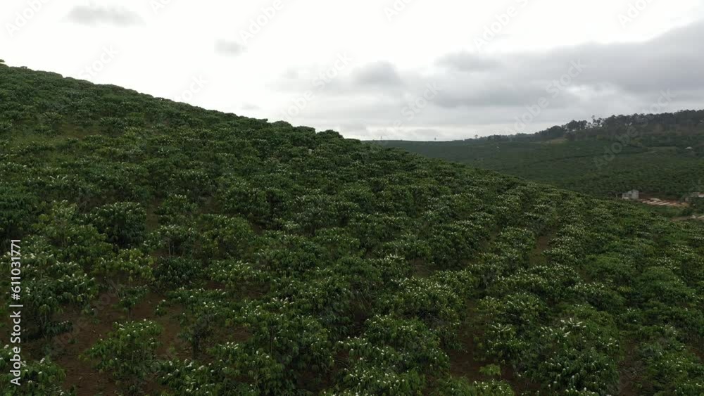 Coffee fields in Bao Loc, Lam Dong, in the Central Highlands region of Vietnam. Lam Dong has been dubbed 'Kingdom of Coffee',earning Vietnam second place among the world's top coffee exporters. Coffee fields in Bao Loc, Lam Dong, in the Central Highlands region of Vietnam. Lam Dong has been dubbed 'Kingdom of Coffee',earning Vietnam second place among the world's top coffee exporters.
