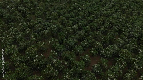 Coffee fields in Bao Loc, Lam Dong, in the Central Highlands region of Vietnam. Lam Dong has been dubbed 'Kingdom of Coffee',earning Vietnam second place among the world's top coffee exporters. photo