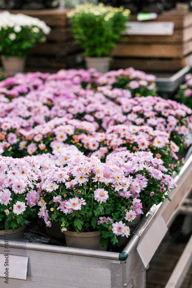 Fototapeta premium Chrysanthemum flowers sold in a garden center