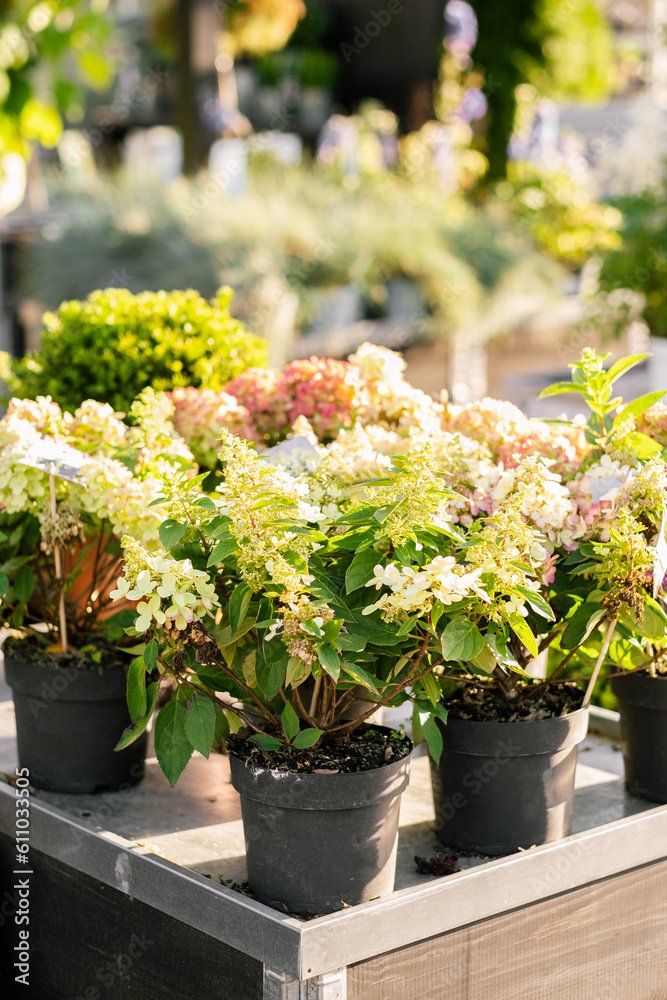 Fototapeta premium hydrangea flowers sold in a garden center