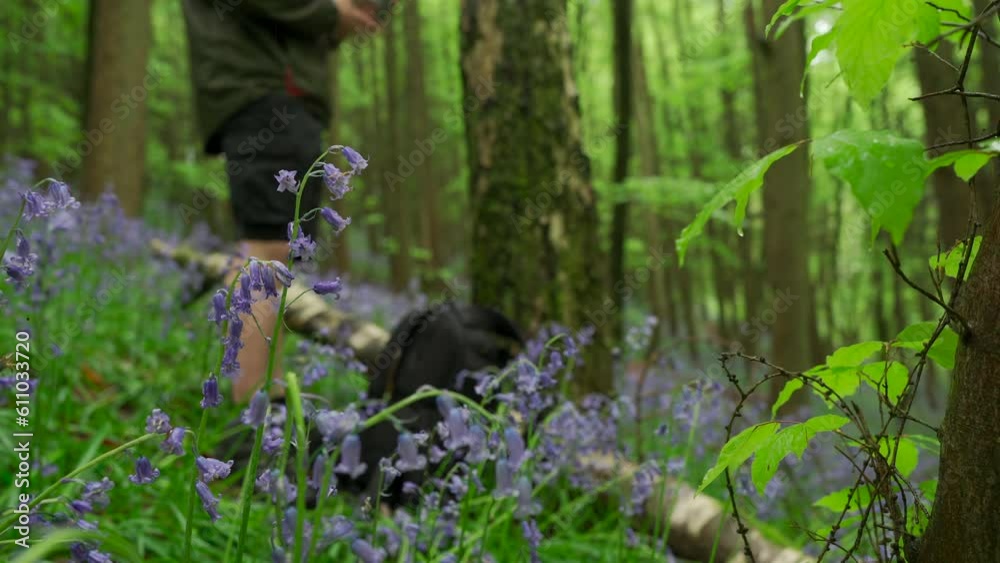 A man putting something together in a forest of bluebells A man putting something together in a forest of bluebells
