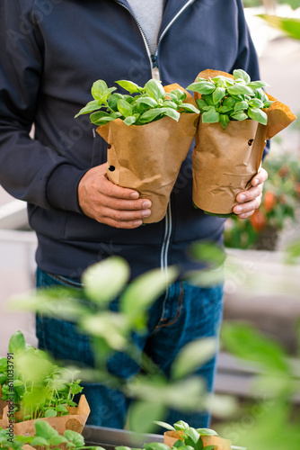 Photography man customer hand choosing basil herb for planting in garden center
