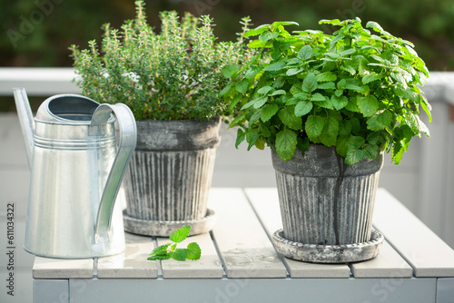 lemon balm (melissa) and thyme herb in flowerpot on balcony, urban container garden concept photo