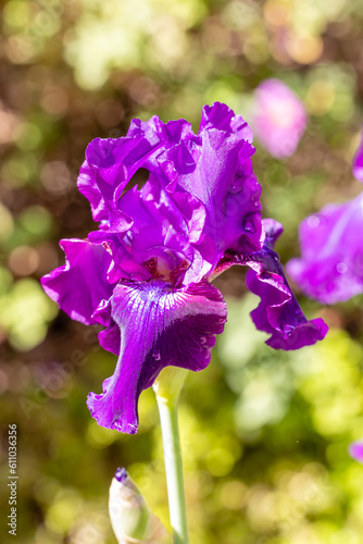 iris Rosalie Figge flower cultivated in a garden photo