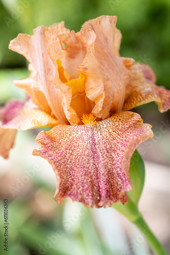 Iris king Tush flower cultivated in a garden