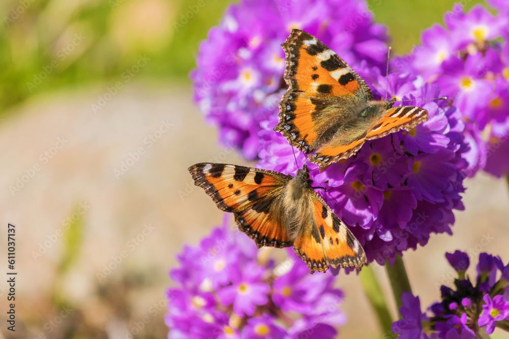 Two bright urticaria butterflies sit on a lilac spring flower. Two bright urticaria butterflies sit on a lilac spring flower.