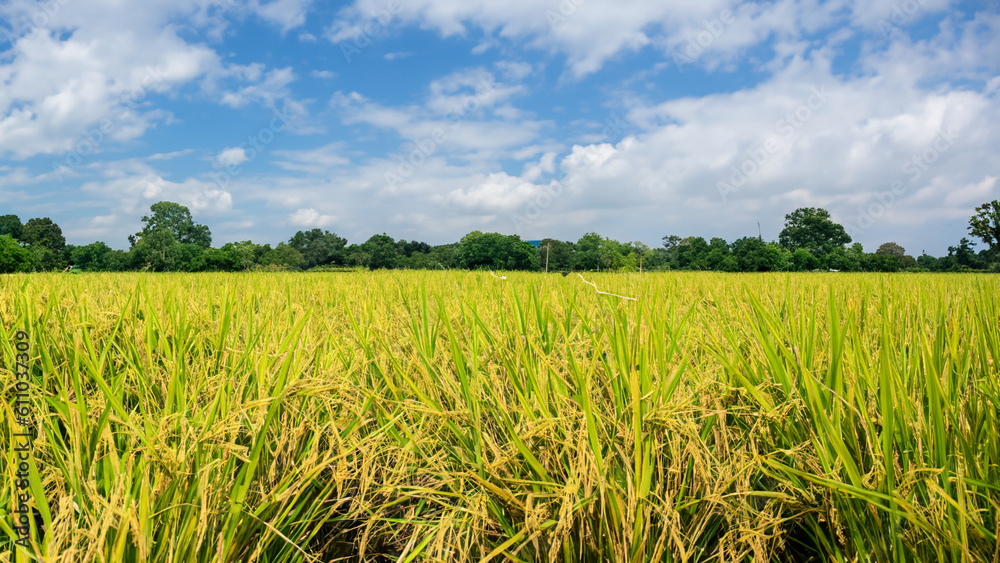 Rice field view That has already harvested products - generative ai Rice field view That has already harvested products - generative ai