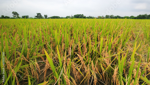 Rice field view That has already harvested products - generative ai