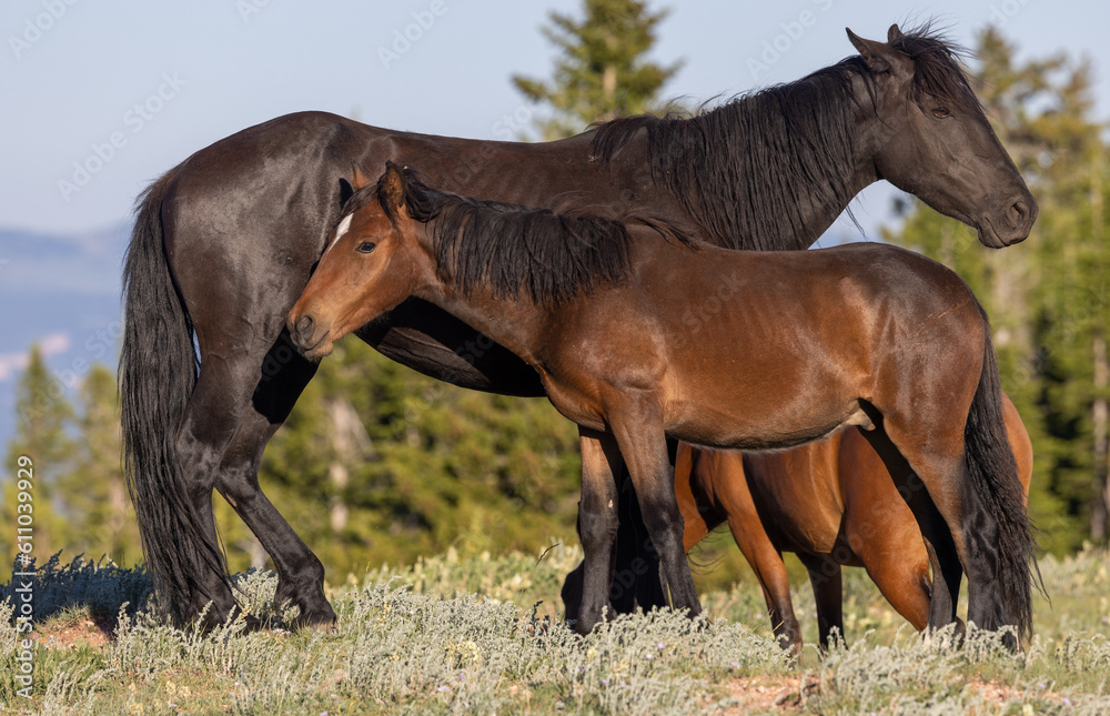 Wild Horses in Summer in the Pryor Mountains Montana Wild Horses in Summer in the Pryor Mountains Montana