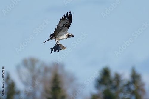 Osprey carrying sizeable common bream accross the sky after catching it just few seconds before on a lake in Western Finland in early May 2023. © Mikko Palonkorpi