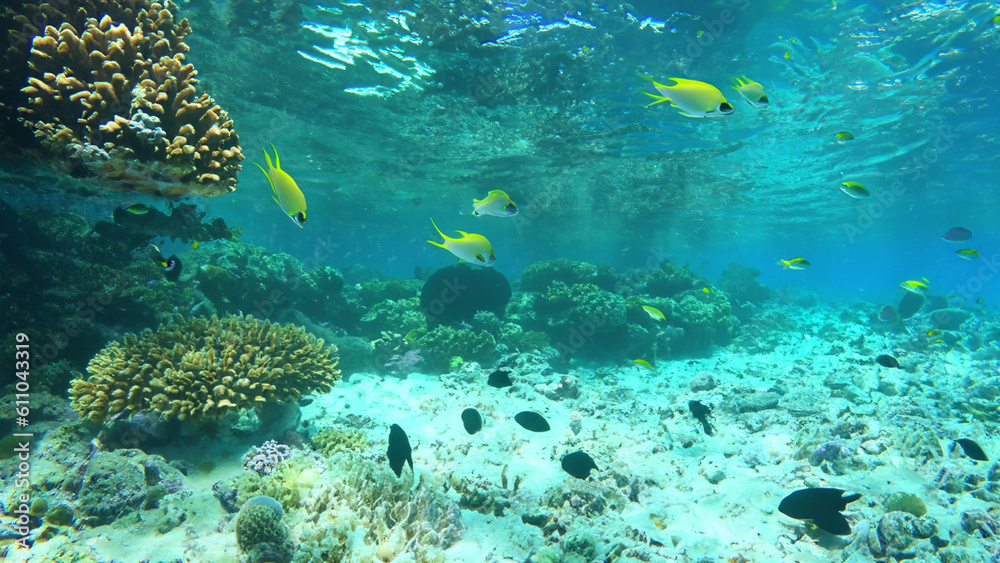 Fototapeta premium Wonderful and beautiful underwater world with corals and tropical fish. - generative ai