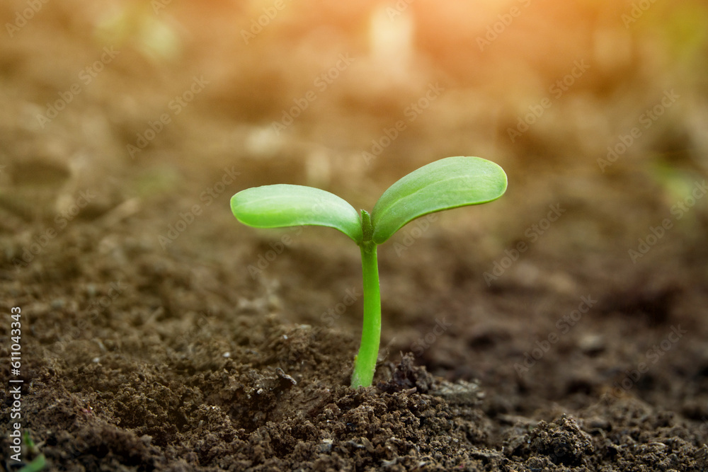 young green sprout young green sprout