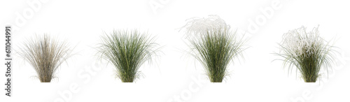 Set of Stipa pennata common name European feather grass or Orphan maidenhair grass isolated png on a transparent background perfectly cutout high resolution photo