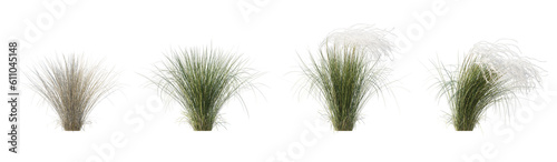Set of Stipa pennata common name European feather grass or Orphan maidenhair grass isolated png on a transparent background perfectly cutout high resolution photo