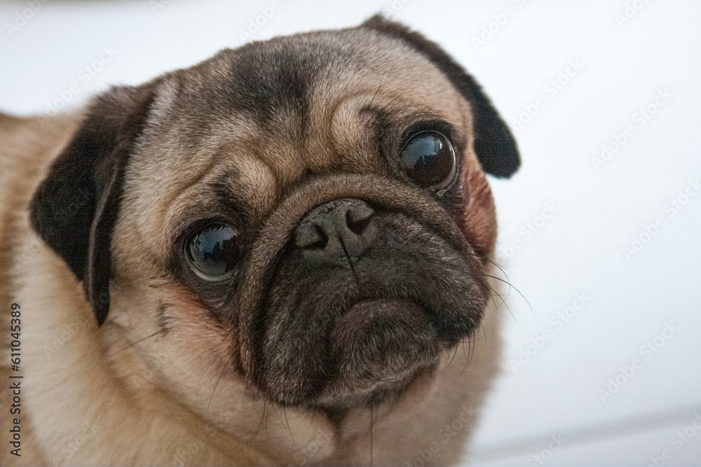 Close-up of Pug's face looking from the front Close-up of Pug's face looking from the front