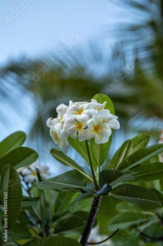 White Plumeria Bouquet Growing on a Green Leaf Background in Hawaii.