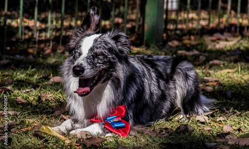 border collie dog