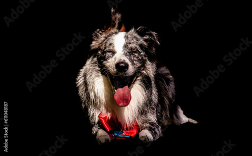 border collie dog