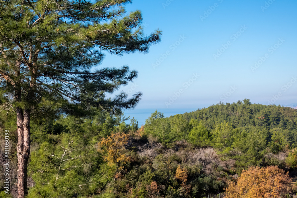 A scenic view of pine trees spread across green hills, with the Mediterranean sea visible in the distance