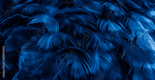 macro photo of blue hen feathers. background or textura