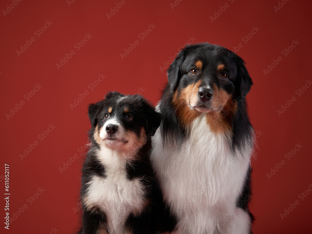 family of dogs together. Puppy and adult pet. Australian Shepherds, Aussies in the studio on a red background - obrazy, fototapety, plakaty 