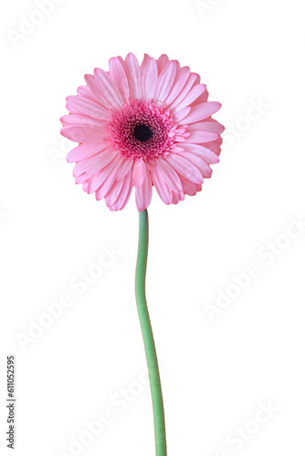 pink gerber daisy gerbera flower on a white background for photoshop and processing