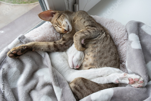 Fotografi Cute oriental shorthair white cat and little tabby kitten sleeping together