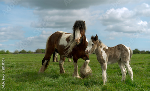 Cob mare and foal on Figham pasture. Beverley, UK.
