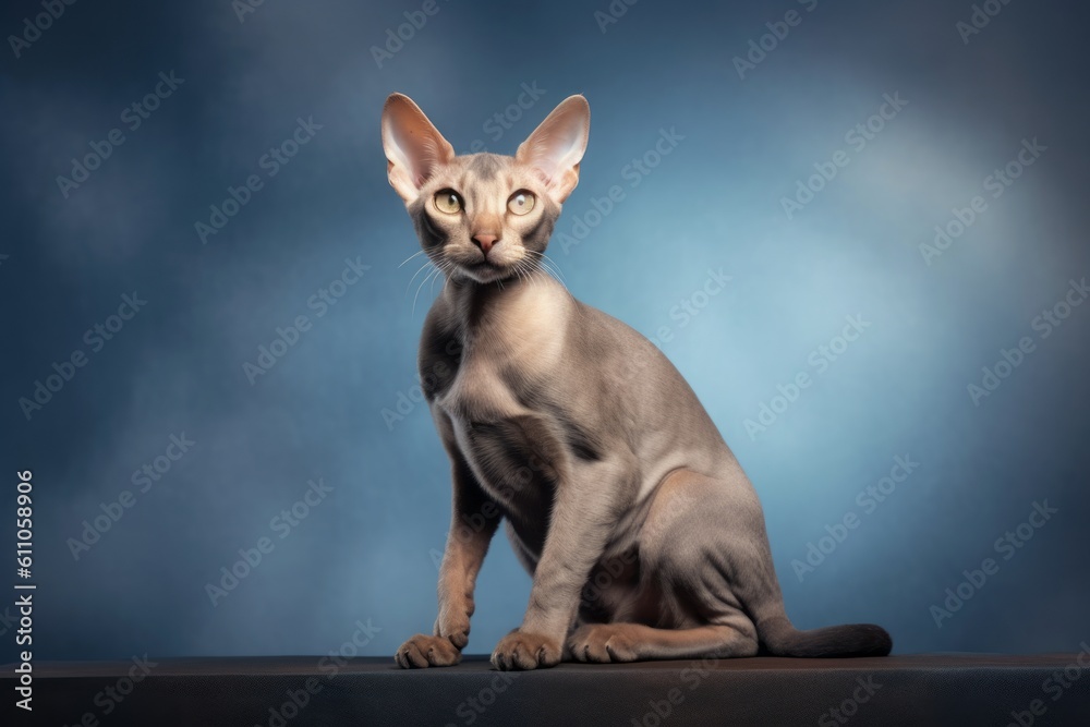 Studio portrait photography of a smiling oriental shorthair cat crouching against a stunning skyline. With generative AI technology