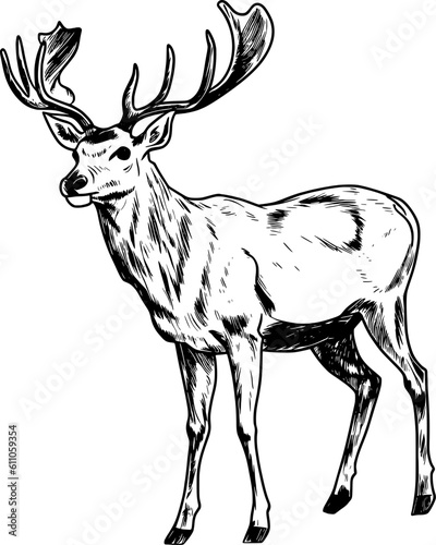 Raindeer Line Art