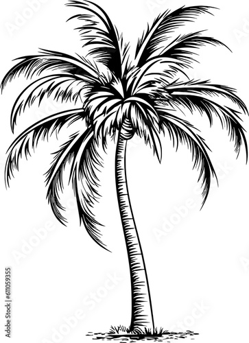 Tropical Plam Tree