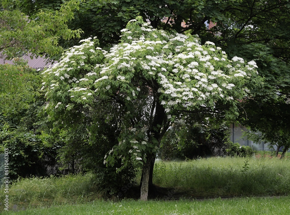 elder bush Sambucus-Nigra blooming at spring in park Stock Photo ...
