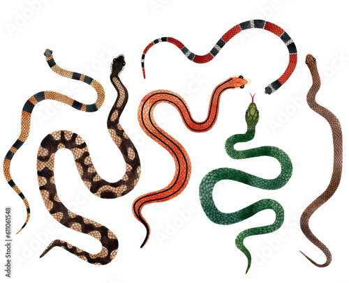 Watercolor Snakes top view illustration big set. Isolated on white background. Watercolour reptile collection