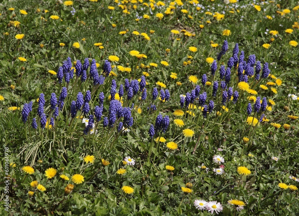 various flowers and dandelions  on meadow at spring